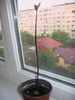 avocado 1