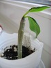 plumeria PaulWeissich
