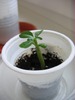 adenium Diadora