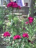 PICT0008