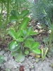 PICT0010