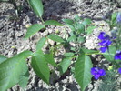 PICT0013