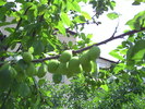 PICT0016