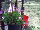 oxalis