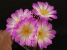 DSC08783
