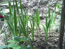 gladiole