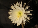 DSC08814