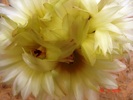 DSC08398