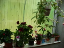 Picture 003