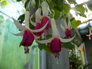 Picture 004