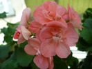 Picture 006