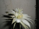 Echinopsis mamilosa - floare