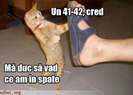 poze-amuzante-pisica-vinde-pantofi