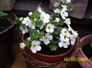 Bacopa 16 mai 2009