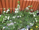 Bacopa 20 sept 2009