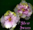 Silverglade Swans