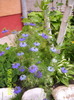 flori albastre