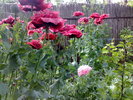 290520103526