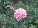 290520103545