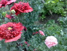 290520103546