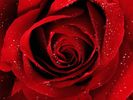 a_red_rose_for_you