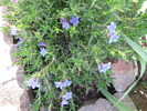 Lithodora Diffusa Heavenly Blue 29 mai 2010