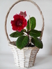 Tigrina Red L