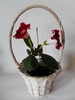 Tigrina Red L