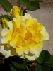 Graceland rose