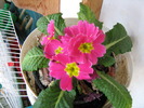 primula