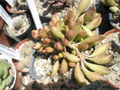 Adromischus cristatus v. clavifolium - 29.05