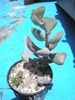 Adromischus cv. White Ghost - 29.05