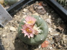 Lophophora diffusa v. koeheresii - 29.05