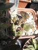 Adromischus rupicola - 29.05