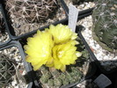 Gymnocalycium andreae - 29.05