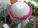 Mammillaria supertexta - 29.05