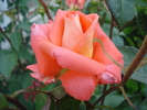 Rose Artistry (2010, May 29)