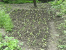 casa, simpozion, ocea 087
