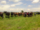 DSC00519