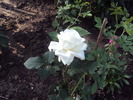 DSC02239