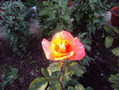 DSC02241
