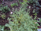DSC02251