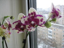 Picture 094