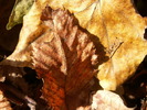 PICT0063