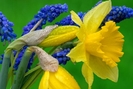 Florii albastre cu galben