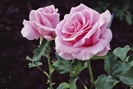 Trandafirii roz