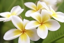 Florii albe