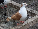 DSCF0447