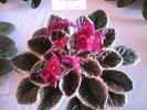 Aca's Coral Beauty