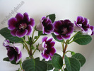 Gloxinia mov simplu bordat 3